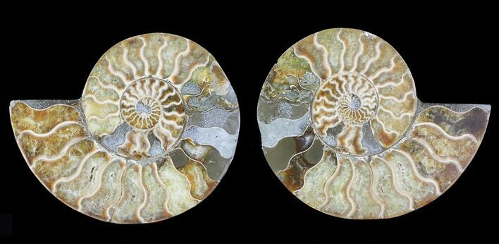 Cut & Polished Ammonite Fossil - Agatized #69016
